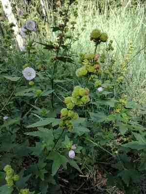 Streambank wild hollyhock(Iliamna rivularis)