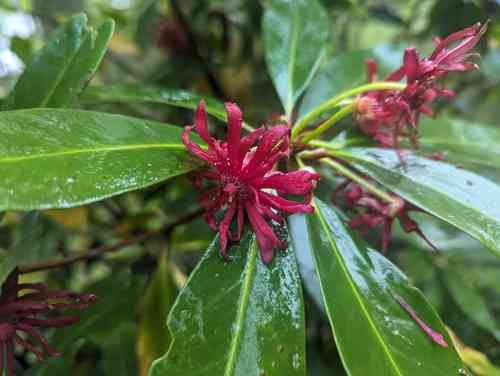 Purple Anise(Illicium floridanum)