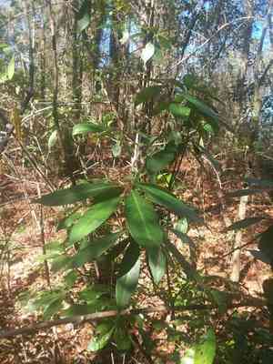 Purple Anise(Illicium floridanum)