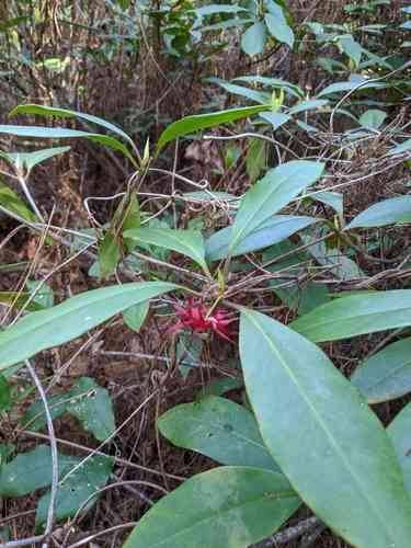 Purple Anise(Illicium floridanum)