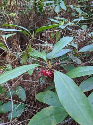 Purple Anise(Illicium floridanum)