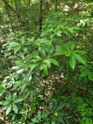 Purple Anise(Illicium floridanum)
