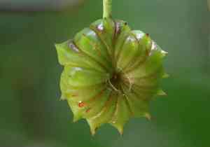 Purple Anise(Illicium floridanum)