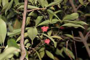 Lance-leaved anise shrub(Illicium lanceolatum)