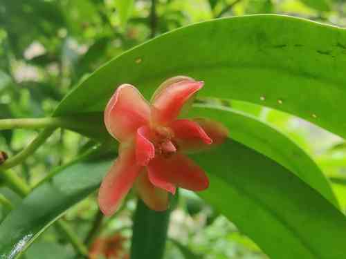 Lance-leaved anise shrub(Illicium lanceolatum)