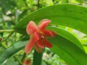 Lance-leaved anise shrub(Illicium lanceolatum)