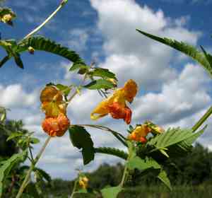 Spotted touch-me-not(Impatiens capensis)