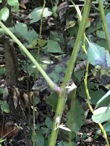 Spotted touch-me-not(Impatiens capensis)