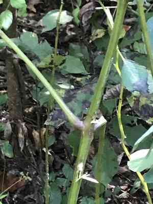Spotted touch-me-not(Impatiens capensis)