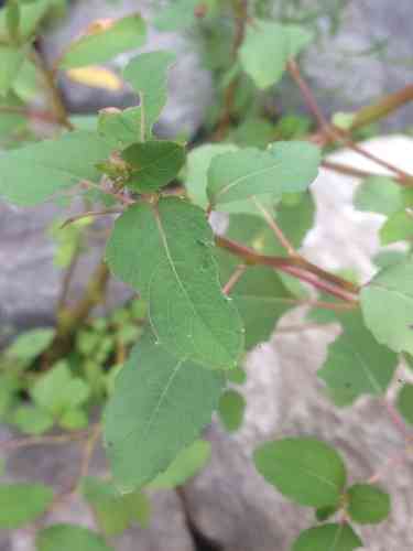 Spotted touch-me-not(Impatiens capensis)