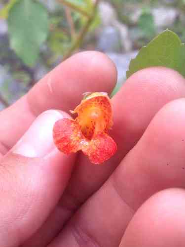 Spotted touch-me-not(Impatiens capensis)