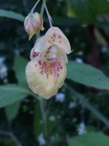 Spotted touch-me-not(Impatiens capensis)