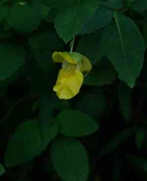 Yellow jewelweed(Impatiens pallida)