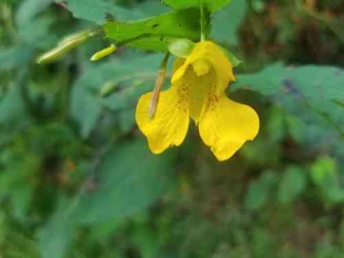 Yellow jewelweed(Impatiens pallida)