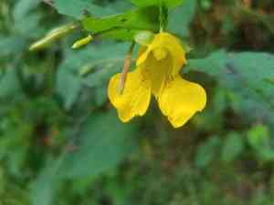 Yellow jewelweed(Impatiens pallida)