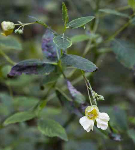 Yellow jewelweed(Impatiens pallida)