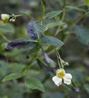 Yellow jewelweed(Impatiens pallida)