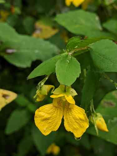 Yellow jewelweed(Impatiens pallida)