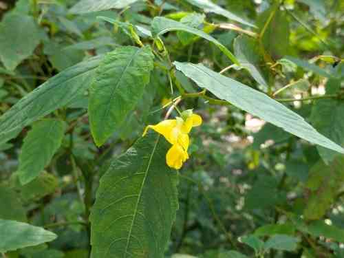 Yellow jewelweed(Impatiens pallida)