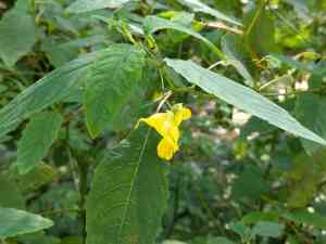 Yellow jewelweed(Impatiens pallida)