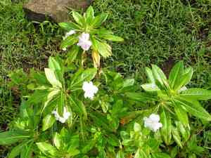 Poor man's rhododendron(Impatiens sodenii)