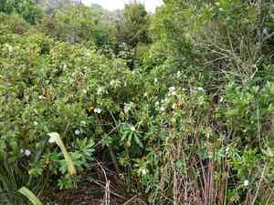 Poor man's rhododendron(Impatiens sodenii)
