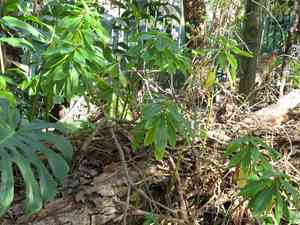 Poor man's rhododendron(Impatiens sodenii)