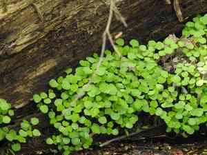 Jewelweed (Impatiens)(Impatiens)