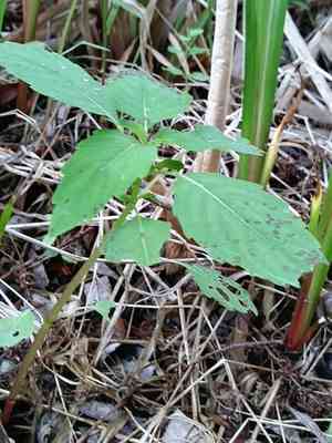 Jewelweed (Impatiens)(Impatiens)