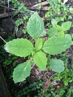 Jewelweed (Impatiens)(Impatiens)