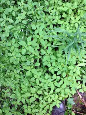 Jewelweed (Impatiens)(Impatiens)