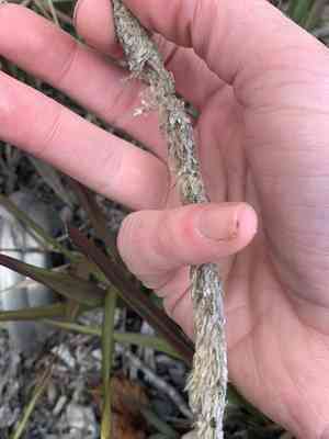 California satintail(Imperata brevifolia)