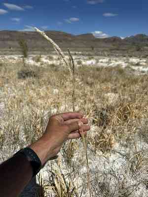 California satintail(Imperata brevifolia)