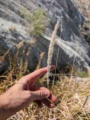 California satintail(Imperata brevifolia)
