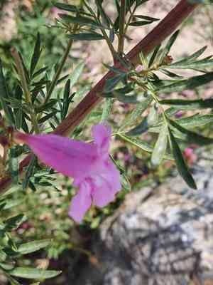 Princess trumpet-flower(Incarvillea olgae)