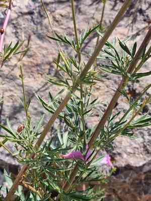 Princess trumpet-flower(Incarvillea olgae)