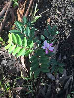 Chinese indigo(Indigofera decora)