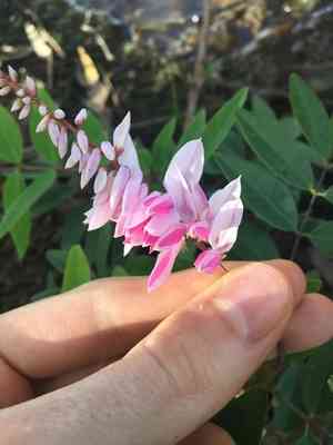 Chinese indigo(Indigofera decora)