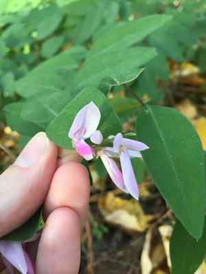 Chinese indigo(Indigofera decora)