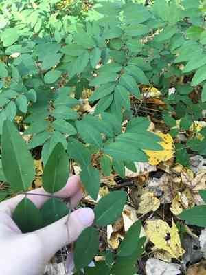 Chinese indigo(Indigofera decora)