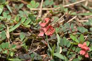 Trailing indigo(Indigofera hendecaphylla)