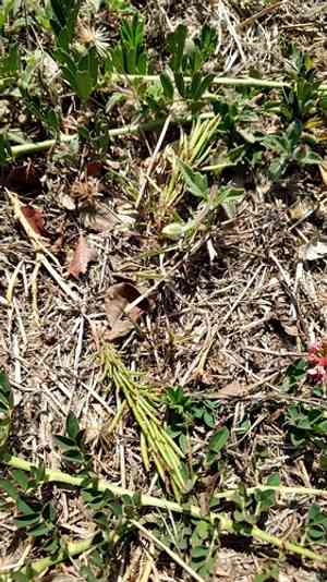 Trailing indigo(Indigofera hendecaphylla)