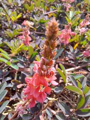Trailing indigo(Indigofera hendecaphylla)