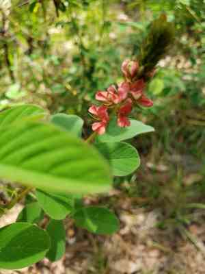 Hairy indigo(Indigofera hirsuta)
