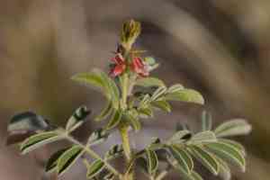 Hairy indigo(Indigofera hirsuta)