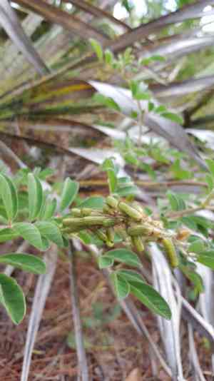 Hairy indigo(Indigofera hirsuta)