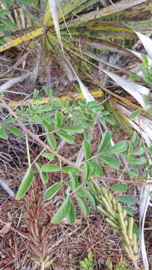 Hairy indigo(Indigofera hirsuta)