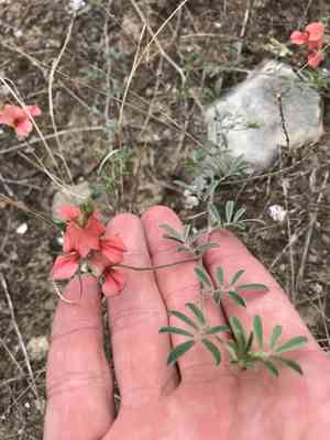 Coastal indigo(Indigofera miniata)