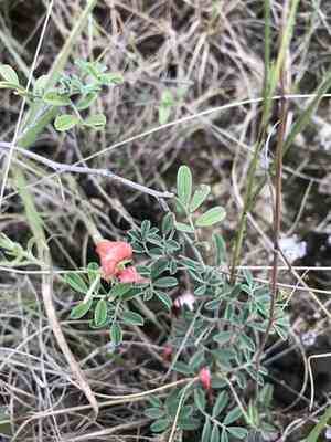 Coastal indigo(Indigofera miniata)