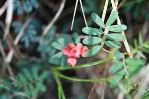 Coastal indigo(Indigofera miniata)